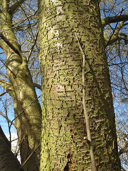 Файл:20140228Prunus cerasifera Hockenheimer Rheinbogen04.jpg