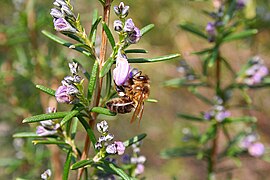 Abeja alimentándose de néctar en el parque nacional de Monfragüe.