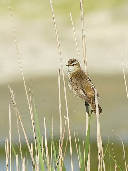 File:Acrocephalus schoenobaenus (in habitat).jpg