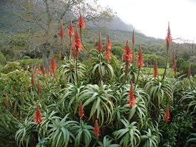 Алоэ древовидное (Aloe arborescens), группа цветущих растений