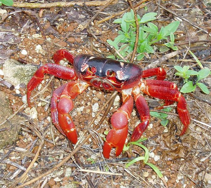 File:Christmas Island red crab.jpg