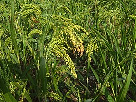 Sorghum × drummondii