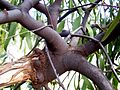 Mistletoe attached to eucalyptus host