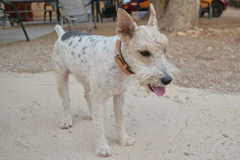 Archivo:Fox Terrier.JPG