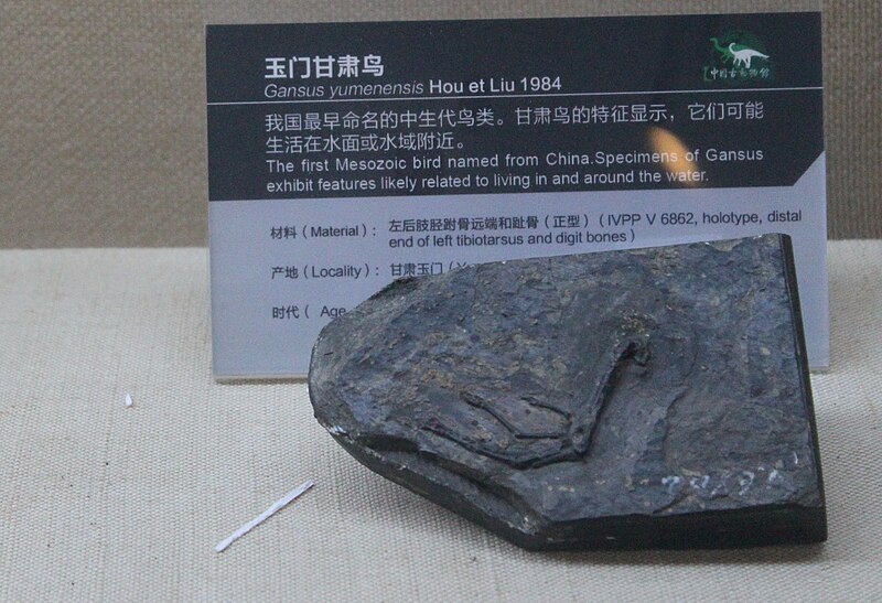 Файл:Gansus-Paleozoological Museum of China.jpg