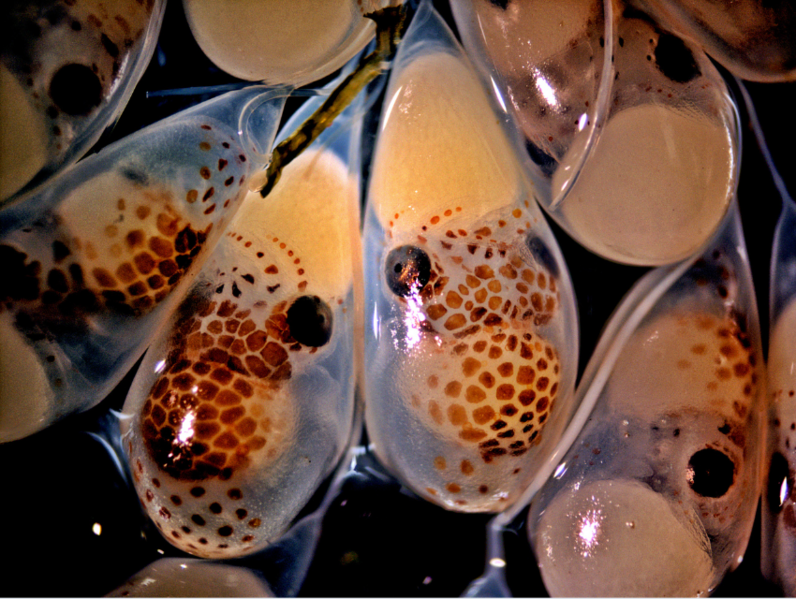 File:Giant Pacific Octopus hatchlings.png