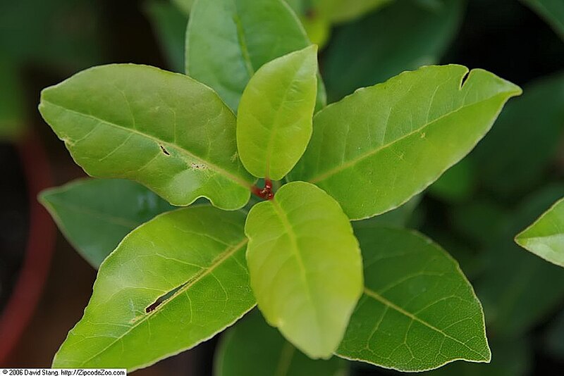 File:Laurus nobilis 14zz.jpg