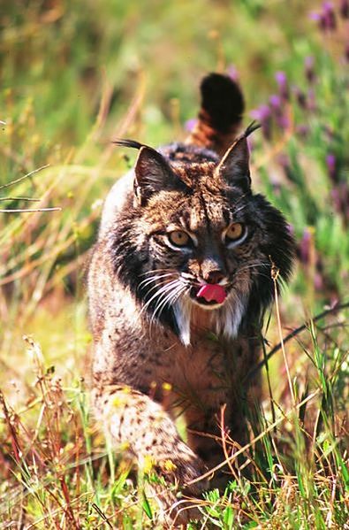 Archivo:Lince Ibérico Doñana.jpg