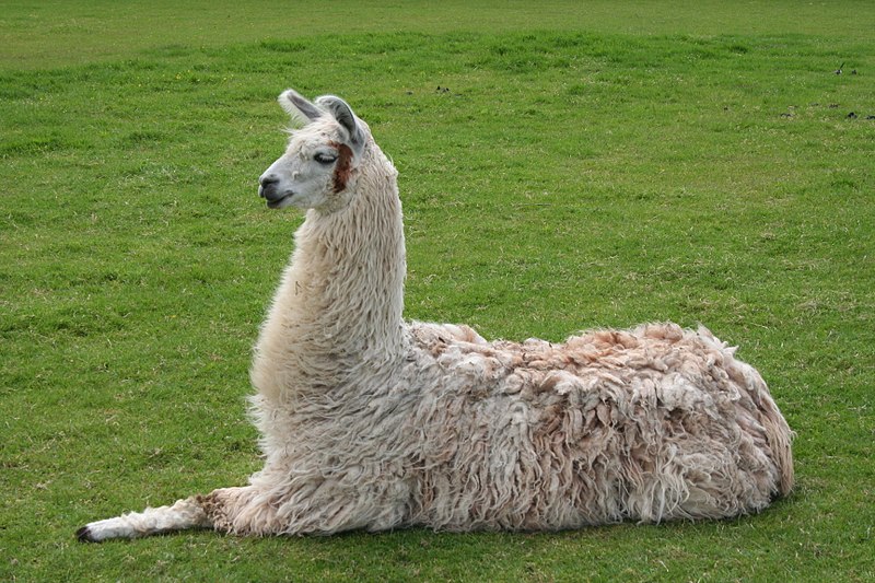 File:Llama lying down.jpg