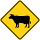 Cattle crossing