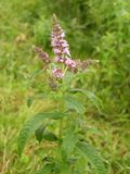 Miniatura para Mentha longifolia