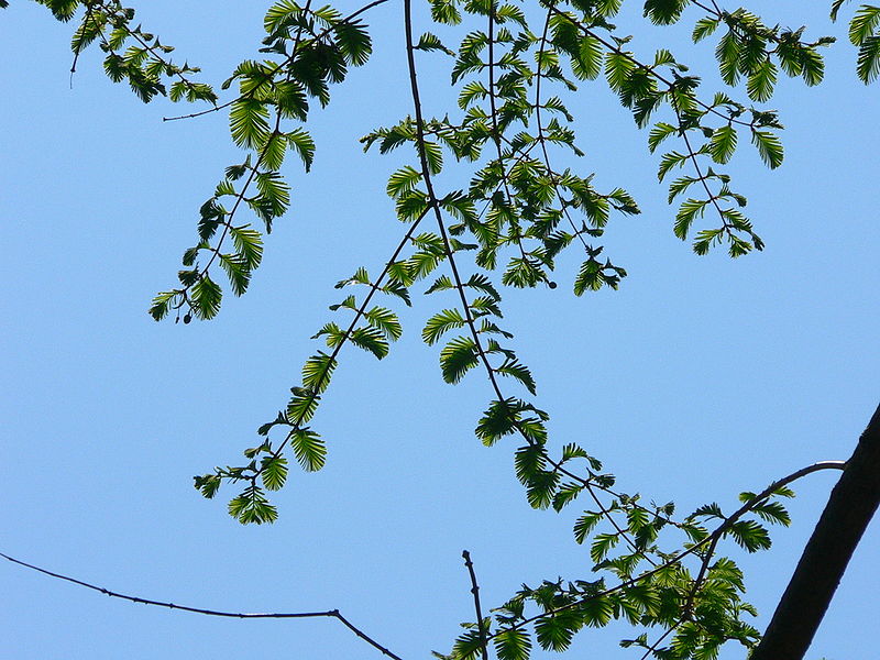 File:Metasequoia Glyptostroboides3.jpg