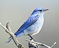 Mountain Bluebird