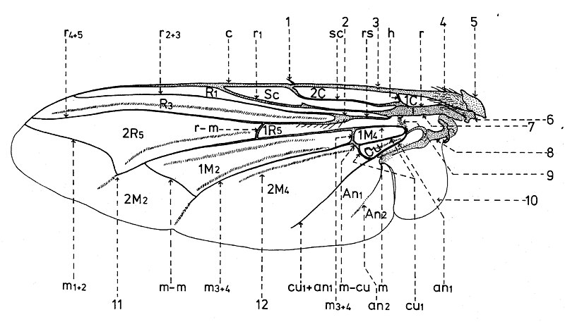 File:Nervation des Sarcophagidae.jpg