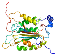 Protein CASP1 PDB 1bmq.png