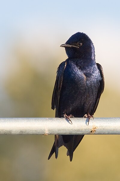 Файл:PurpleMartin cajay.jpg