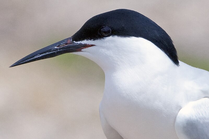 Archivo:Roseate Tern portrait.jpg