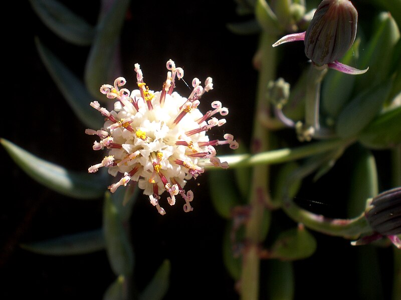 Файл:Senecio serpens 3c.JPG