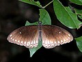 The Malabar Raven (Papilio dravidarum) at Shendurney WLS