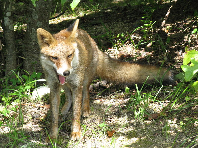 File:Vulpes vulpes japonica2.jpg