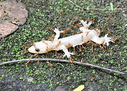 Anoplolepis gracilipes (Crazy yellow ants)