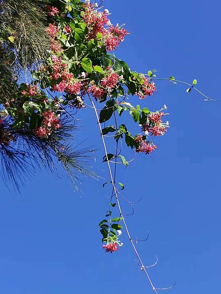 File:使君子Combretum indicum 20210523080843 32.jpg