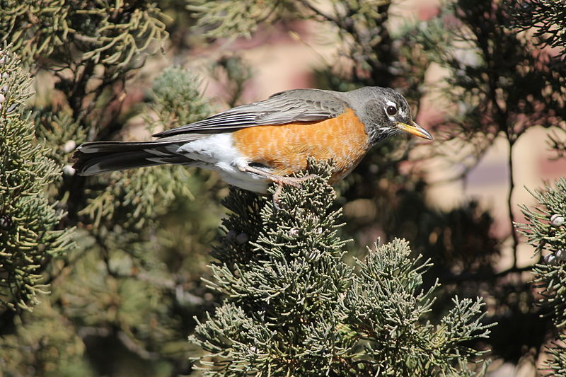 File:American Robin 6.JPG