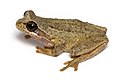 Image 2 Southern brown tree frog Photograph: JJ Harrison The southern brown tree frog (Litoria ewingii) is a species of tree frog native to Australia found in a wide range of habitats. Reaching 45 millimetres (1.8 in), this species is generally brown, but green and green-striped morphs are also recorded. More selected pictures