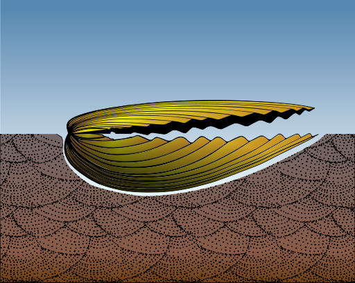 File:Buried inequivalved scallop.svg