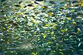 Cichlids of Lake Malawi, Toronto Zoo, 2003