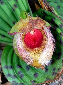 Cypripedium fargesii Orchi 294144.jpg