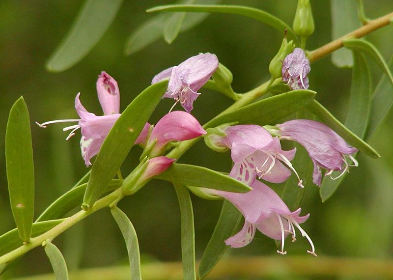 File:Eremophila maculata flowers.jpg