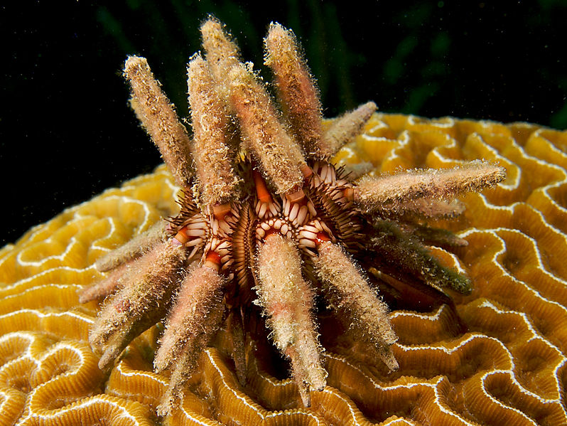 File:Eucidaris tribuloides (Slate-pencil Urchin).jpg