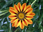 Gazania