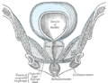 Coronal section of anterior part of the male pelvis, through the pubic arch. Seen from in front.