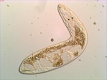 Picture of a live animal of Gyratrix hermaphroditus