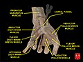 Flexor pollicis brevis muscle