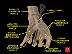 Flexor pollicis brevis muscle