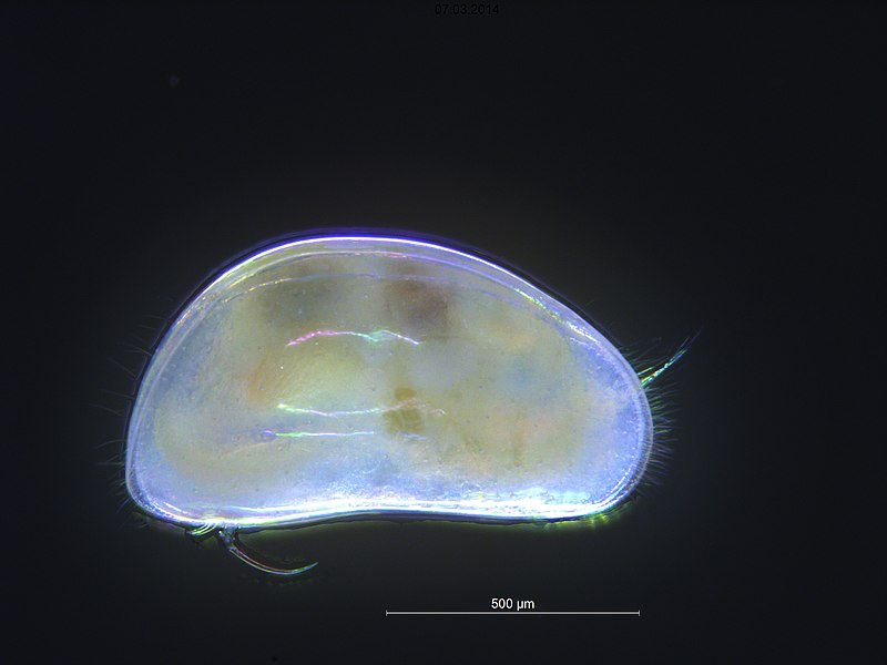 File:Hvitmuslingkreps Candona candida.jpg