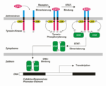 JAK-STAT signaling pathway (German)