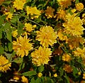 Kerria japonica (Kerria)