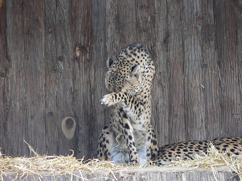 File:MP-Acinonyx jubatus7.jpg