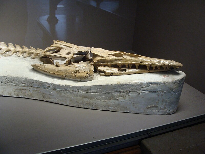 File:Mosasaurus IRSNB R3211.jpg