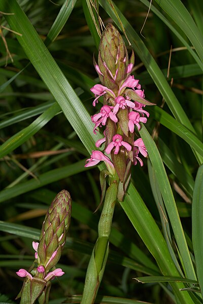 File:Satyrium nepalense-Silent Valley-2016-08-13-001.jpg