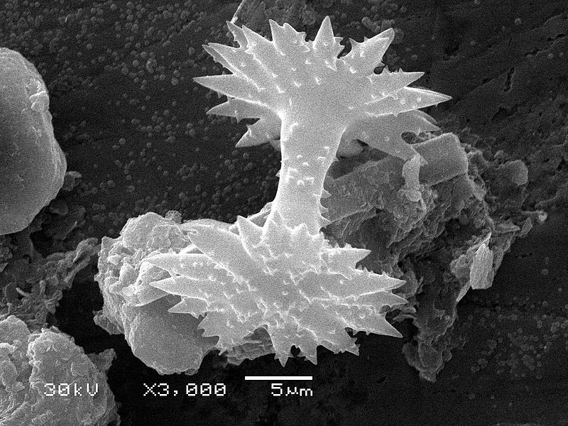 File:Spicules of sponge (SEM).JPG