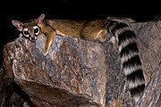 Brown procyonid with black-striped tail on a rock