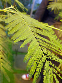 Acacia dealbata leaves.JPG