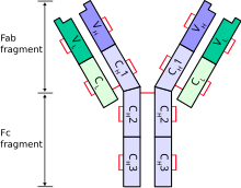 AntibodyChains.svg