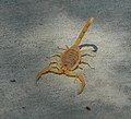 Frontal view of a Bark Scorpion in a defensive posture