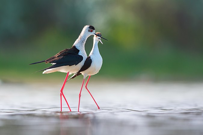 黑翅长脚鹬（Himantopus himantopus）的求偶行为。摄于乌克兰金伯恩半岛。